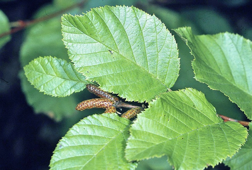 green alder leaves