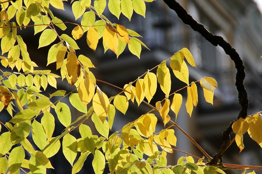 Kentucky Coffeetree Leaves