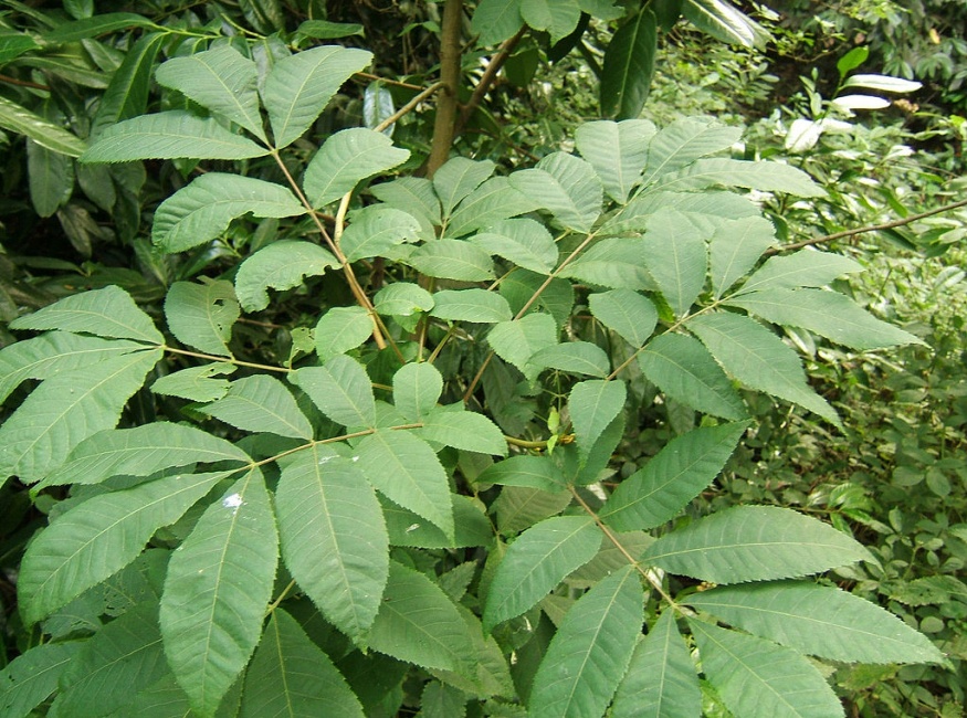 bitternut hickory leaves