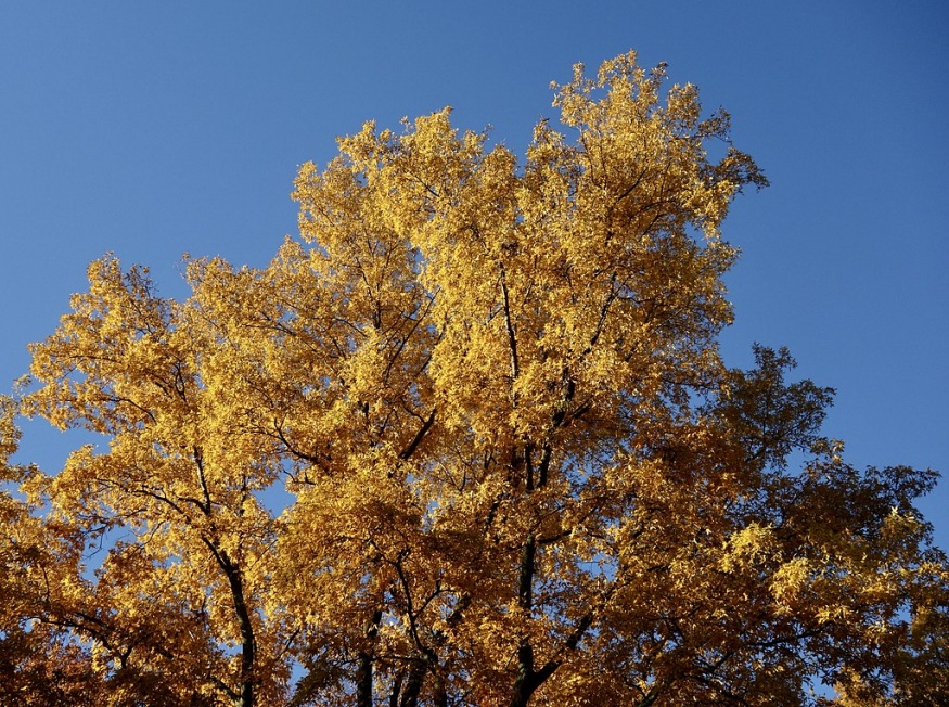 fall colour bitternut hickory