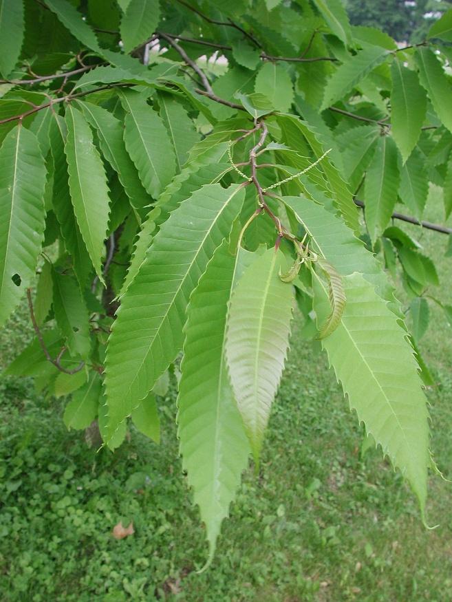 american chestnut leaves
