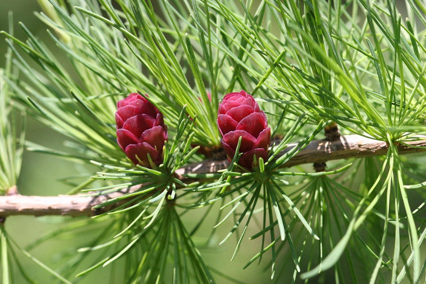 tamarack cones