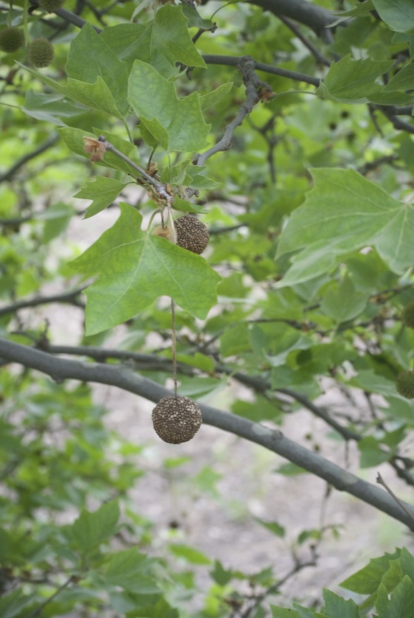 American sycamore seeds