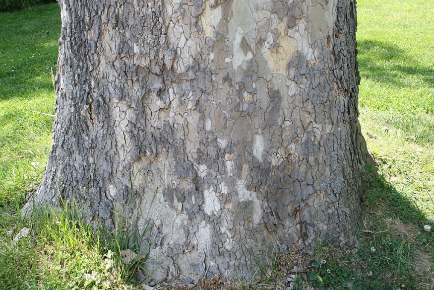 American sycamore bark