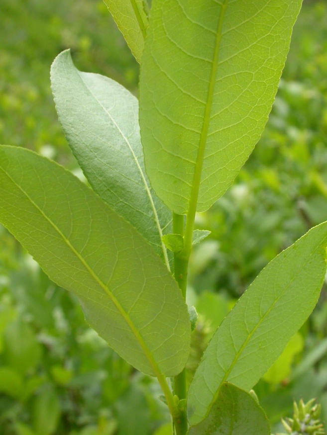 Missouri River Willow leaves