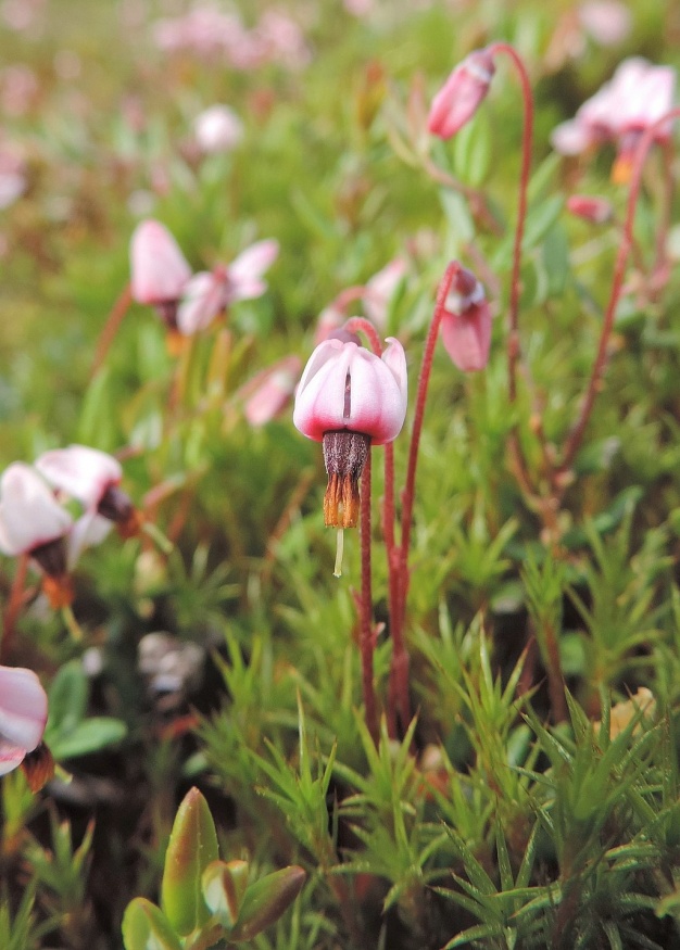 european cranberry flowers