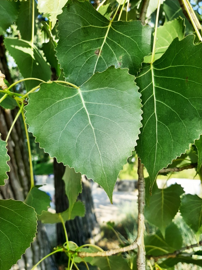 eastern cottonwood leaves