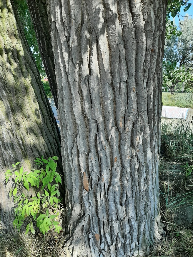 eastern cottonwood bark