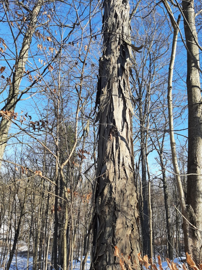 Shagbark hickory