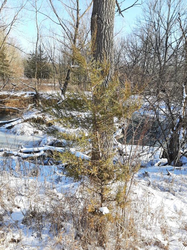 Eastern red cedar