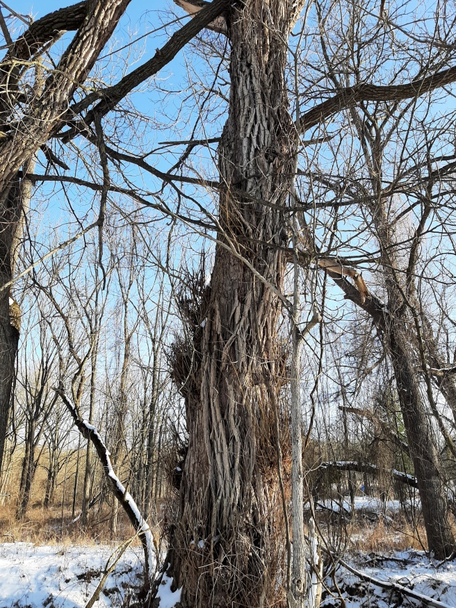 Golden weeping willow