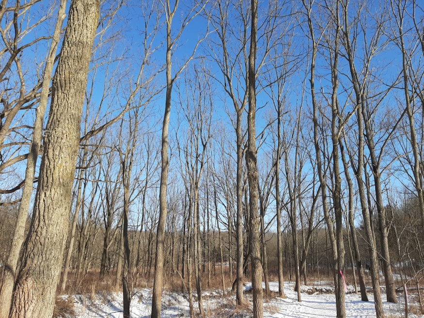 Black walnut trees