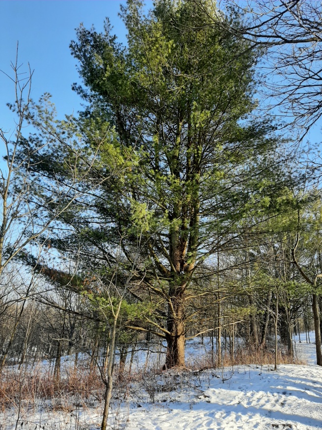 Eastern white pine