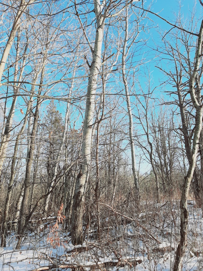 Quaking aspen