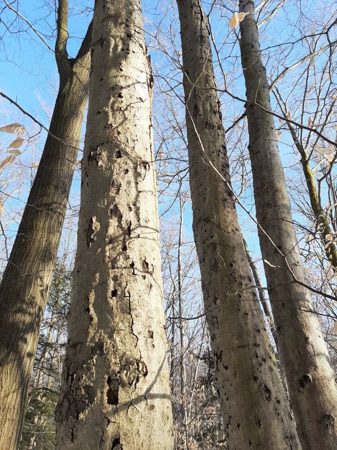 American beech with beech bark disease