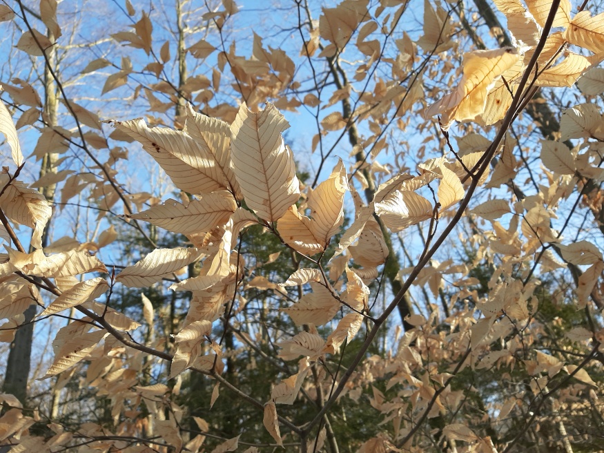 American beech leaves