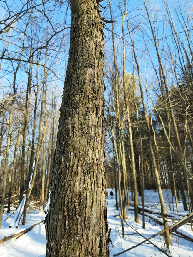 Hop hornbeam