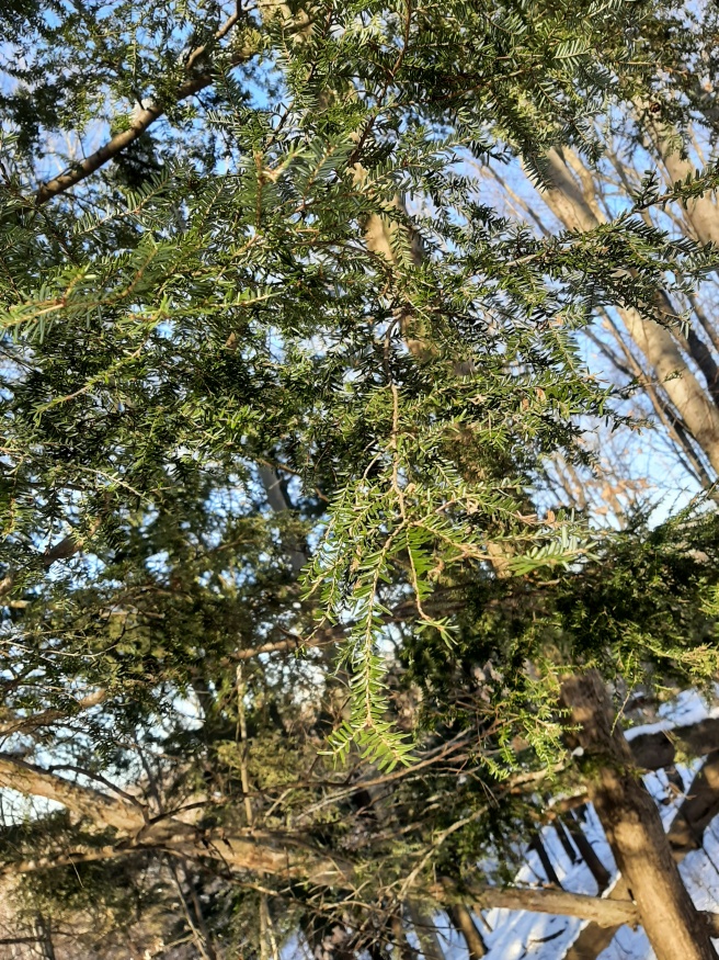 Eastern hemlock