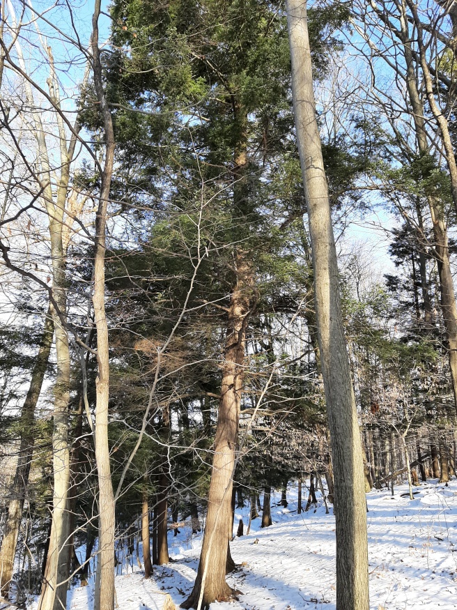 Eastern hemlock