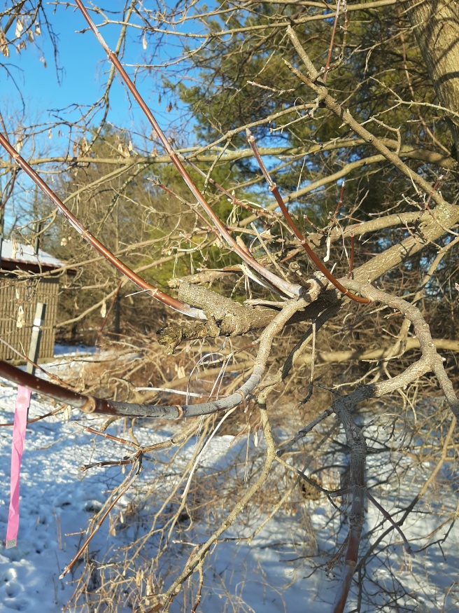 Boxelder maple