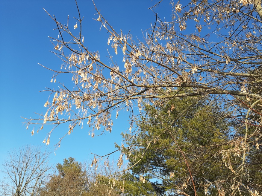 Boxelder maple