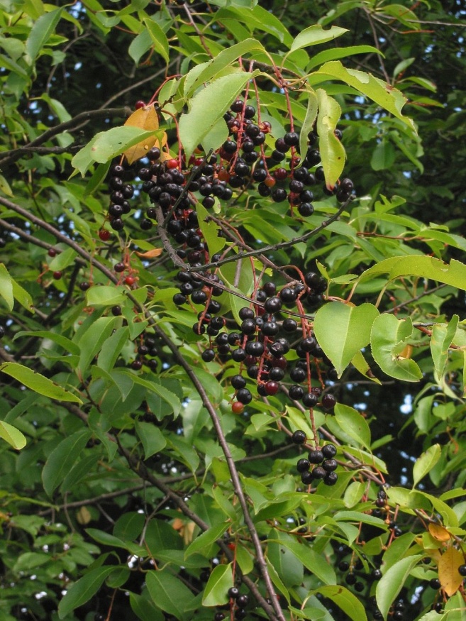 black cherry fruit