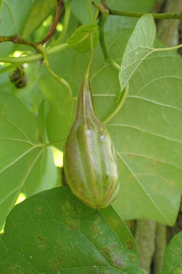 Pipevine fruit