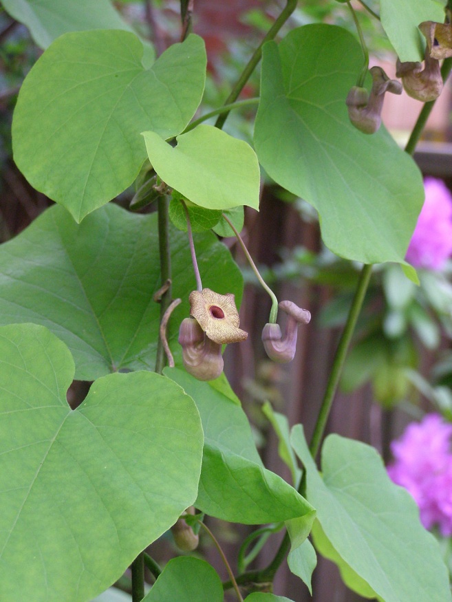 Pipevine flowers