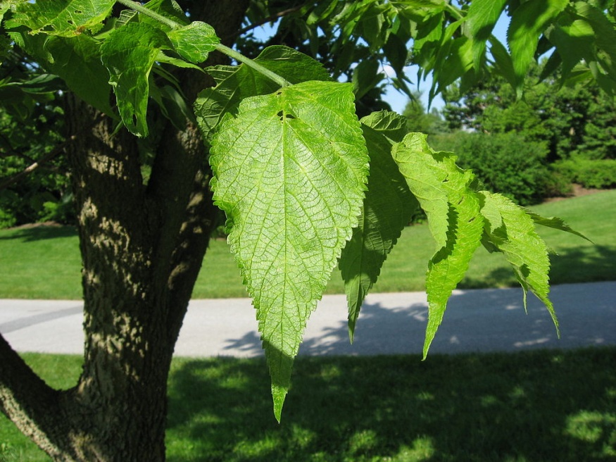 Northern Hackberry leaves
