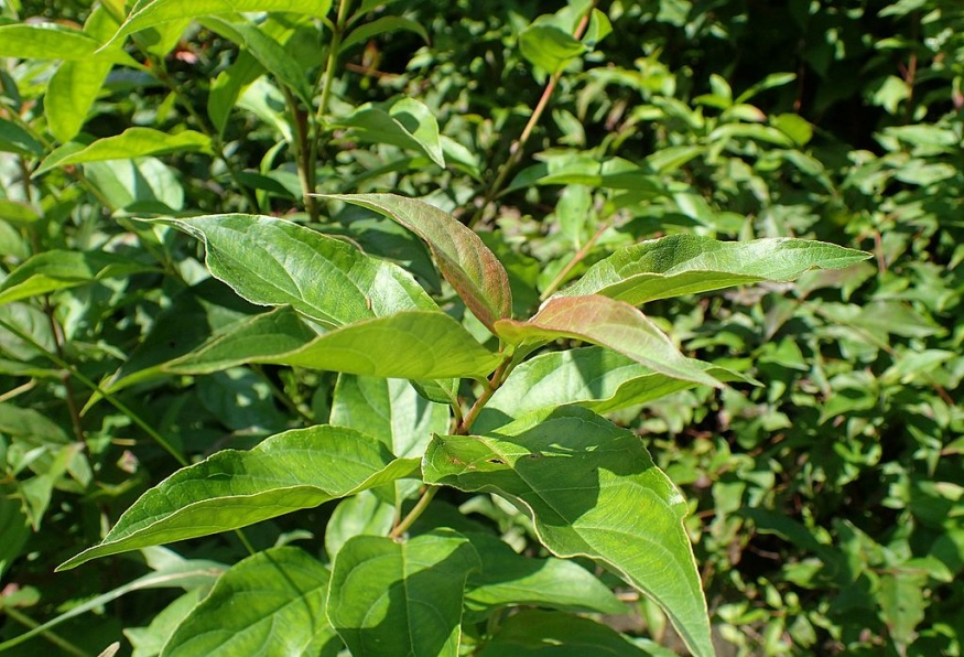 gray dogwood leaves