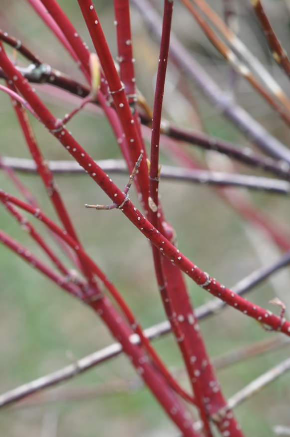 red osier dogwood twigs