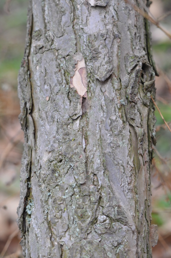 eastern hemlock bark