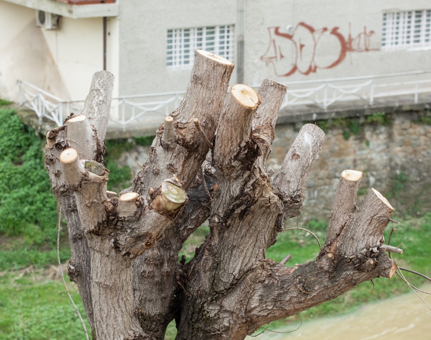 topped trees