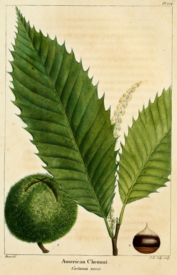 American chestnut leaves and fruit
