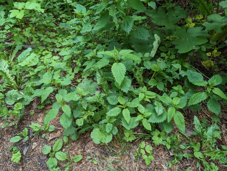 American Stinging Nettle On Forest Edge