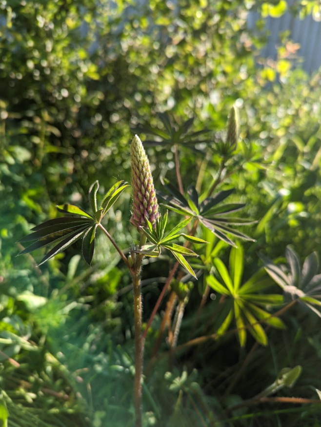 Large-leaved lupine flowers