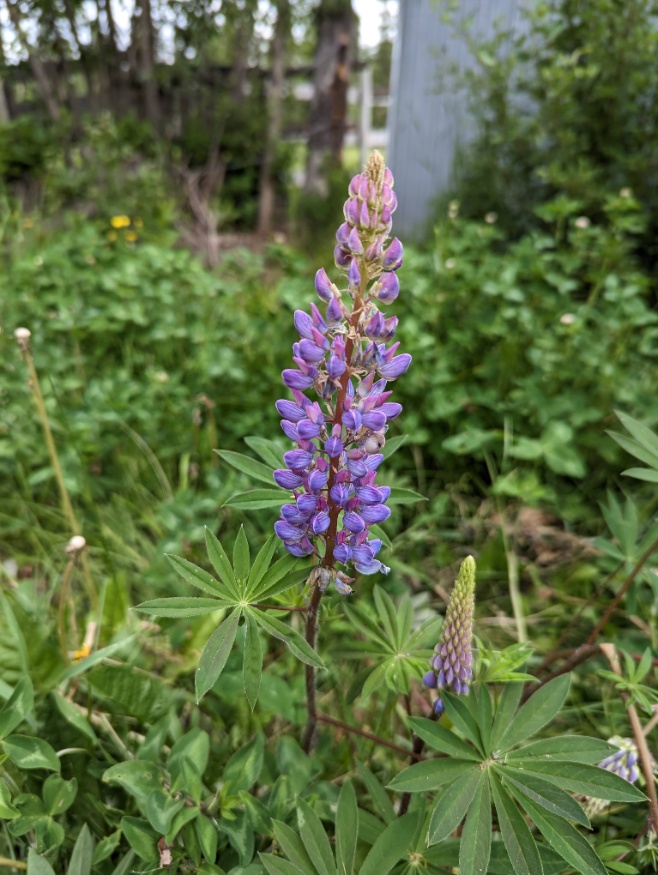 Large-leaved lupine flowers