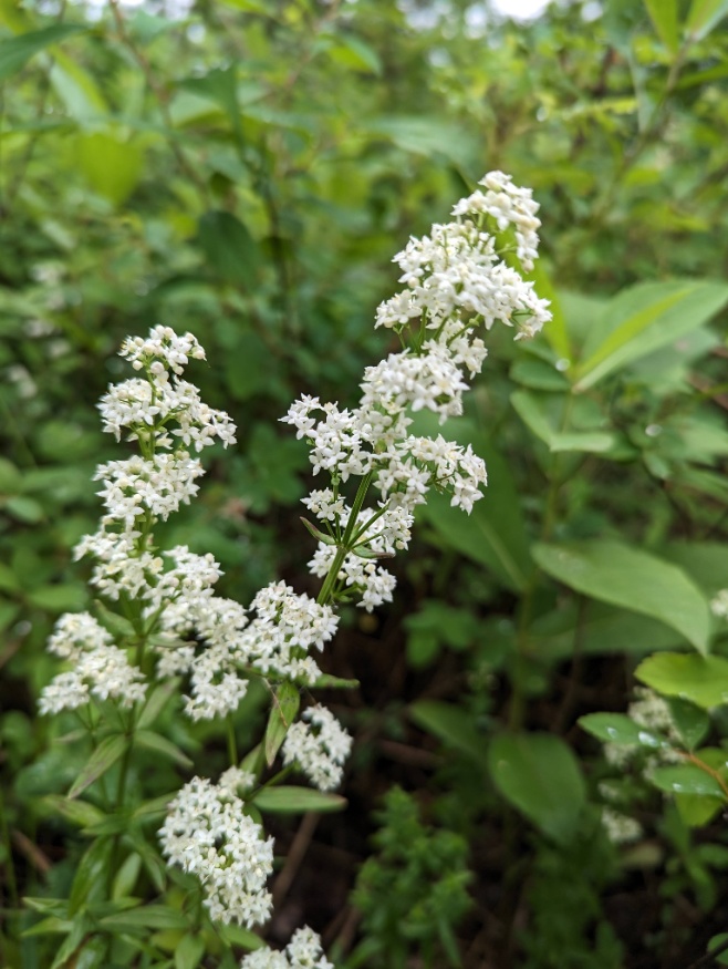 Northern bedstraw
