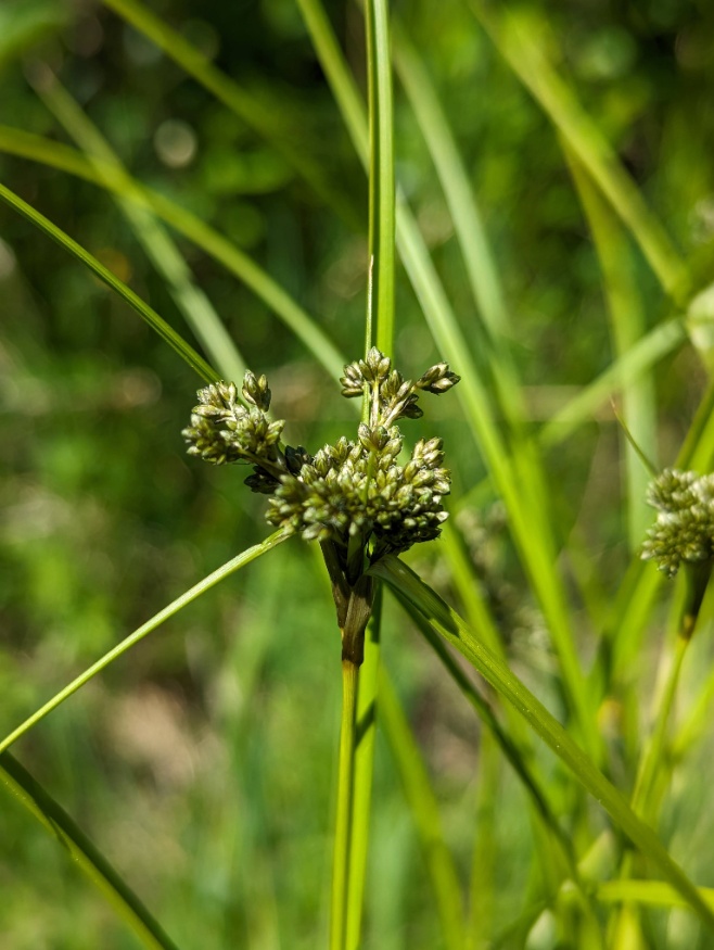 panicled bulrush