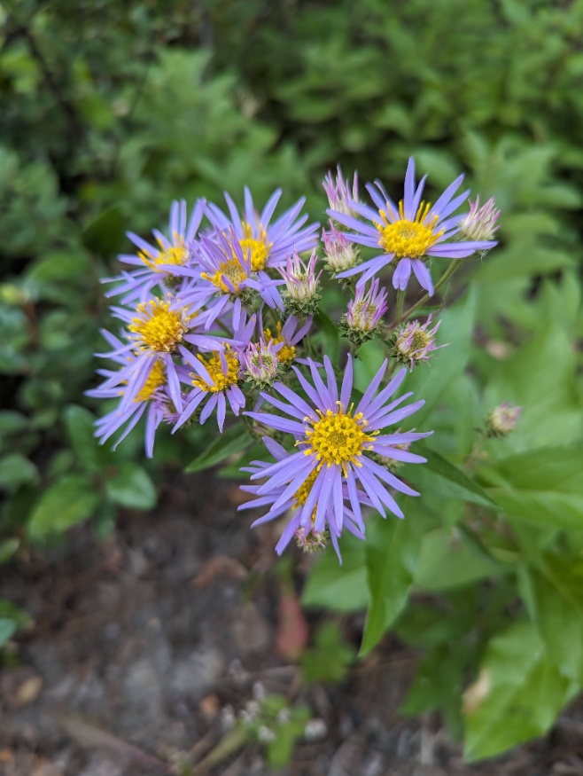 showy aster flowers