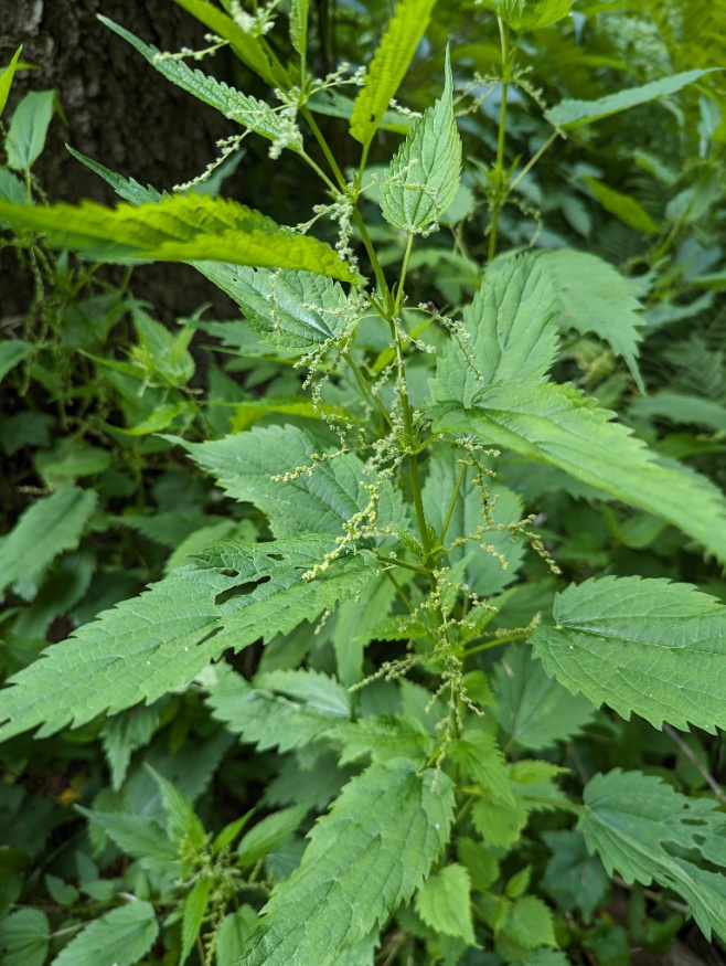 American Stinging Nettle