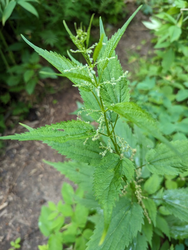 American Stinging Nettle