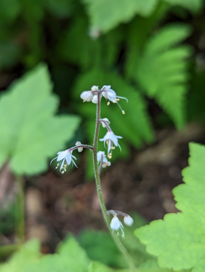 Three-leaf Foamflower flowers