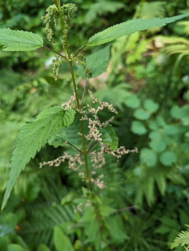 American Stinging Nettle Seeds