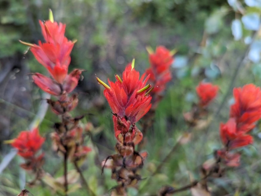 Giant Indian Paintbrush flowers