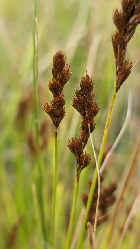Crawford's Sedge