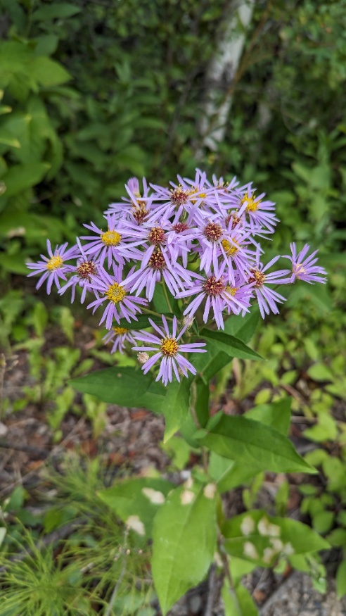 Showy Aster Leaves