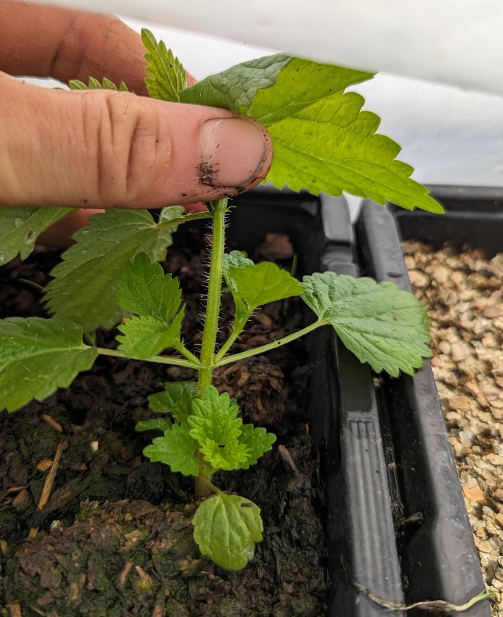Stinging Nettle Trichomes