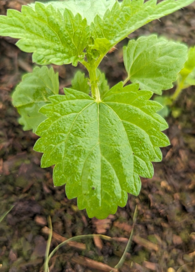 American stinging nettle leaf