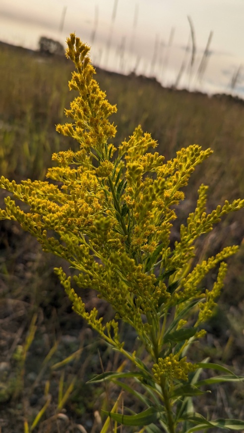 Goldenrod flowers